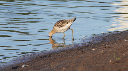 female Ruff Philomachus pugnax on the river bank