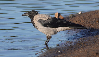 crow on the river bank