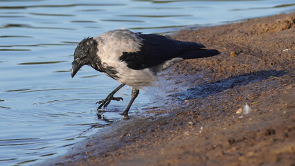 crow on the river bank