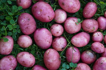 pink potatoes on green grass