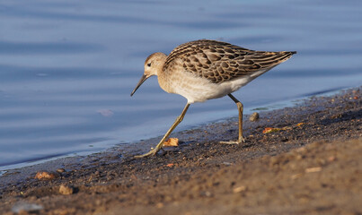 female Ruff Philomachus pugnax on the river bank