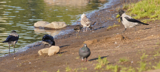 female Ruff Philomachus pugnax on the river bank