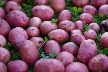 pink potatoes on green grass