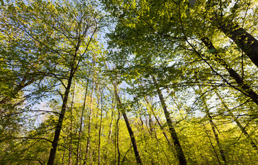 green poplars in the spring season in the forest