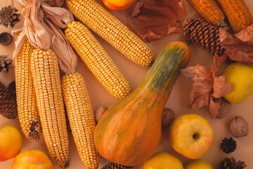 Top view autumn composition from the autumn harvest. Horizontal background with pumpkin, apples, cones, dried corn, maple leaves in warm colors. Ñoncept of healthy eating and autumn holidays