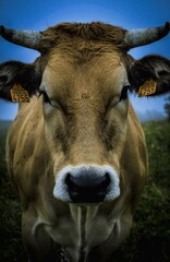 cow looking 