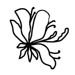 Line art lily flower , isolate on white background
