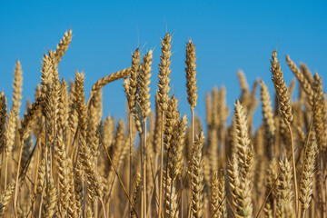 Fototapeta premium Golden wheat field on a sunny day against blue sky in the morning, close up