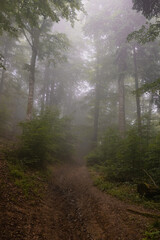 Beautiful foggy forest landscape with coniferous forest in the fog. Cold foggy morning in horror forest
