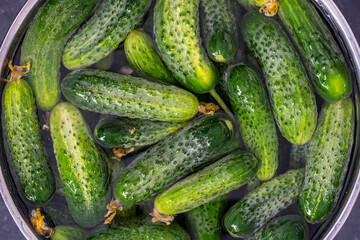 Green fresh cucumber in water in an iron bowl