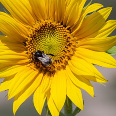 Black and yellow striped bee, honey bee, pollinating sunflowers close up low level view of single sunflower head with yellow petals