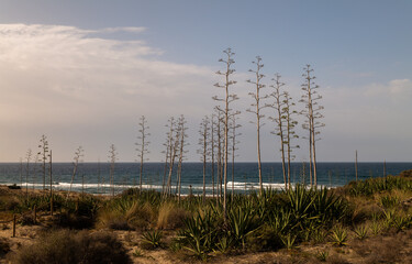 Landscape of agave plants in Cabo de Gata Nature Park, Spain