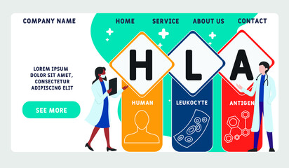 Vector website design template . HLA - Human Leukocyte Antigen acronym. medical concept. illustration for website banner, marketing materials, business presentation, online advertising.