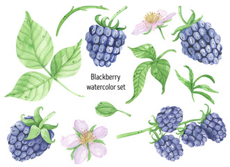 Blackberry watercolor juicy, fresh set illustrations. Wild berry, flowers, leaves. Summer organic, harvest, vegetarian. Perfect for invitations and cards.