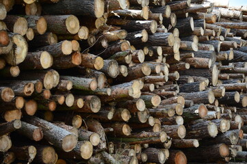 Felled Timber stacked for transport to the timber mill, Deforestation, conversion of forest land, lumber production 