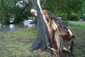 Obraz premium extreme weather, high winds, danger fallen tree