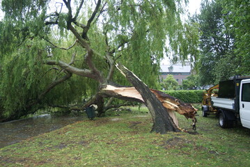 extreme weather, high winds, danger fallen tree