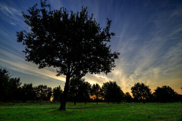 poranek z drzewem na pierwszym planie w parku wrocław