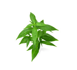 Branch of fresh Andrographis paniculata leaf isolated on white background. Thai herb medicine plant...