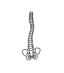 歪んでいる背骨と骨盤のイメージ