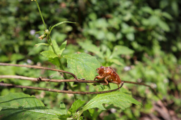 Shed exoskeleton (exuvia) of a cicada nymph (Order Hemiptera) clinging to a plant stem in Indonesia. Insect life cycle.