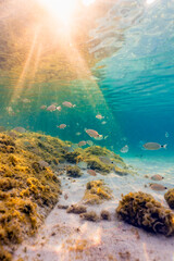 (Selective focus) Underwater photo, stunning view of the marine life with some rocks and fish...