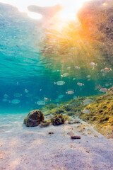 (Selective focus) Underwater photo, stunning view of the marine life with some rocks and fish swimming in a turquoise water hit by some sun rays. Sardinia, Italy.