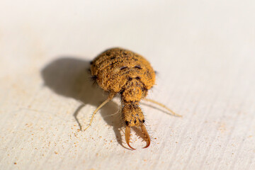 close up of an ant-lion insect that has a claw-shaped mouth and is hairy isolated on the background