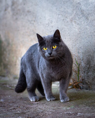 Dark grey stray cat looking at the camera