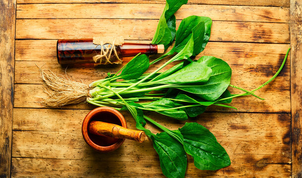 Plantain in herbal medicine,homeopathic herbs