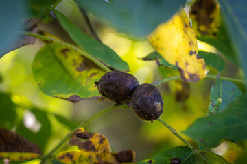 MARSSONINA-KRANKHEIT & BAKTERIELLER WALNUSSBRAND -SCHWARZE FLECKEN AN WALNUSS FRÜCHTEN UND BLÄTTERN