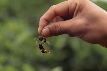 close up of a hand holding a wasp with a transparent background
