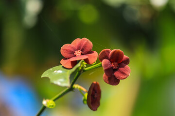 close up of Sauropus androgynus flower with maroon color that blooms perfectly with blur background suitable for wallpaper