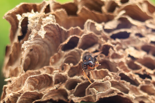 Close-up of a paper wasp (Order Hymenoptera, Family Vespidae) on its paper nest in Indonesia. Social insect colony.