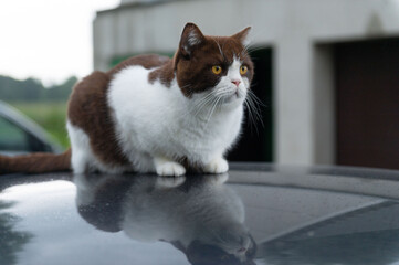 Serious cute british shorthair cat is sitting on the roof of a car on a rainy day