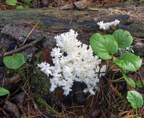 Coral Tooth Fungus in Siberian forest.