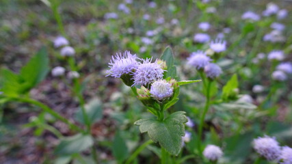 The wildflower plant is in bloom pure white