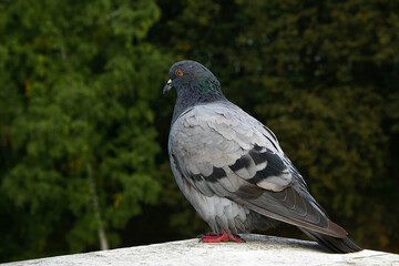 pigeon on the stone fence of the bridge in the old park