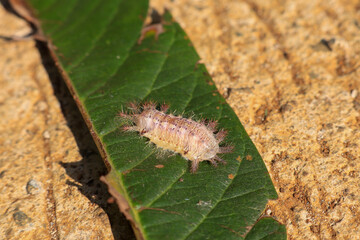 Close-up of a Mealybug (Order Hemiptera, Family Pseudococcidae) on a green leaf in Indonesia. Common plant pest.