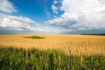 View of wheat field