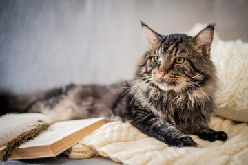 brutal Maine Coon cat lies next to book on knitted sweater in cozy atmosphere