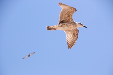 seagull in flight 04