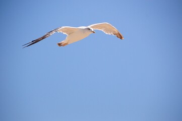 seagull in flight 02