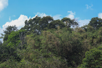 dense, multi-layered tropical forest canopy showing various shades of green foliage at the top of a hill, framed by a bright blue sky with scattered white clouds.