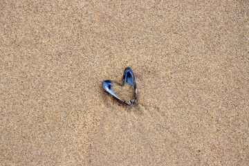 miesmuschel in herzform liegt im sand