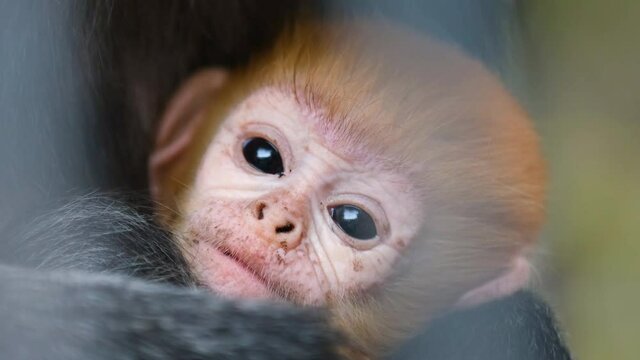 Close-up filming of Javan Surili monkey family with baby. Cute little ginger ape macro filming in wildlife surroundings. Majestic mammals resting on trees. Curious creatures from tropical habitats.
