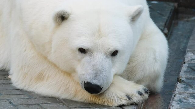 Bored polar bear lying. Close up filming of relaxing, resting wildlife carnivorous predator species. Arctic hunter lays head on his paw and looks at camera. Portrait of snow white zoo polar beast.