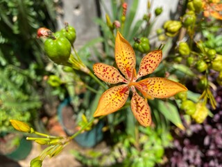 Obraz premium orange and flowers