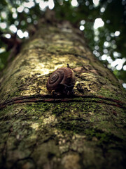 snail on a tree