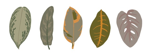 Hand drawn tropical leaves isolated on white background. Botanical set. Vector illustration.